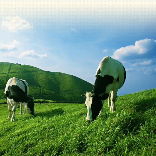 Alpine grass milk lactic acid bacteria drink full box children's milk student breakfast milk Yudu specialty alpine grass milk adult yogurt 236ml*12 bottles original gift box-fresh date