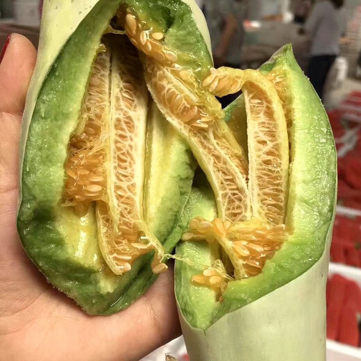 Zhongke Maohua Emerald Croissant Honey Melon Seed Pomeranian 61 White Sand Honey Oriental Honey Combination Home Gardening Balcony Potted Plant Zhongke Pomeranian 25 capsules/bag super sweet and crispy