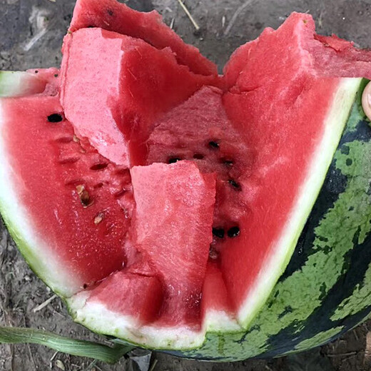 Zhongke Maohua Fruit and Vegetable Seeds Zhongke Sweet King Watermelon Seeds Angfei Legend Sweet King Hybrid High Round Sweet King Big Red Flesh Zhongke Sweet King 100g/box