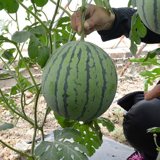 Zhongke Maohua Watermelon Seed Combination Rock Sugar Kirin Zaojia 8424 Super Sweet Jingxin 16 Degree Ice Kirin Watermelon Seed Lazy Man Shenlong Supreme Treasure Xinong No. 8 Sweet King Type Rock Sugar Kirin (Preferred) 5g/bag High Purity Type