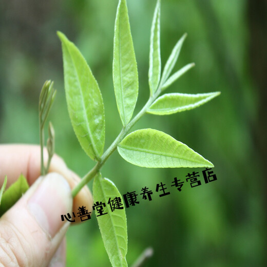 500g grünes Geld Willow Tee Alte Baumknospen Zuckerfreies Gesundheit Tee Geld Liu Green Money Willow