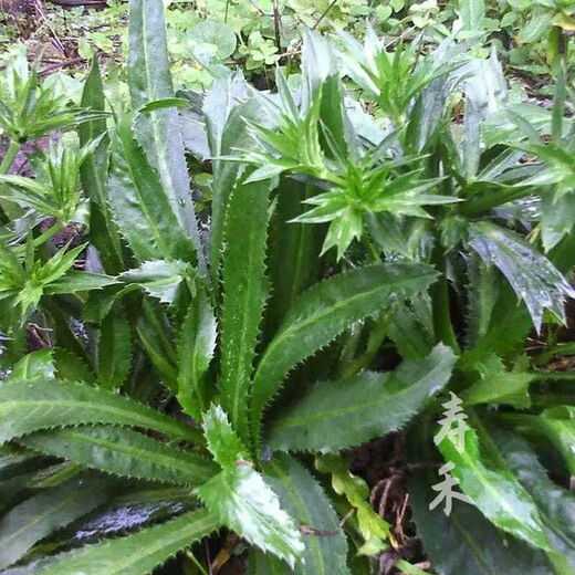 Yunnan Coriander Seeds Burmese Eryngium Coriander Seeds Coriander Seeds Autumn Vegetable Four Seasons Potted Coriander Seeds 200 + Rooting Fertilizer