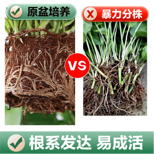 Shuangmeng green radish potted formaldehyde-removing flowers and green plants office 180-gallon self-priming water basin 8 pots straight from the source