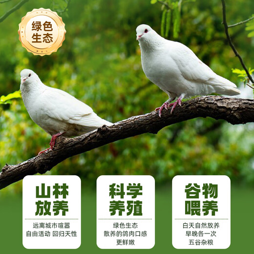 BOZAIJIA free-range pigeons in the forest, net weight 3.6 Jin [Jin equals 0.5 kg] 6 pieces in total, fresh earthy pigeon meat, free-range pigeon soup, direct source