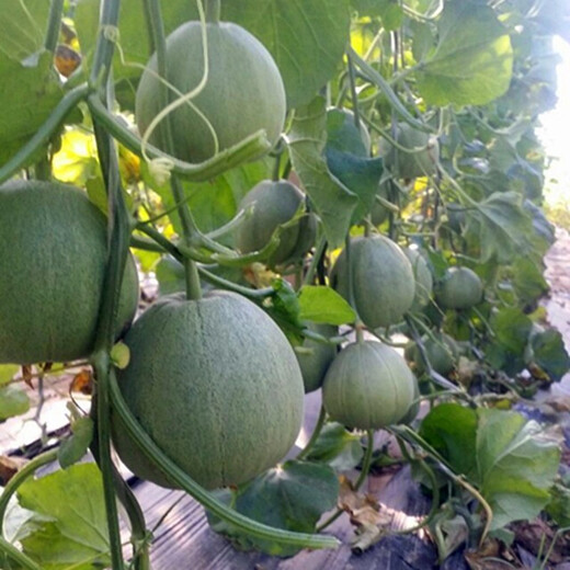 Zhongke Maohua fruit seeds green fragrant melon seeds emerald South Korea emerald green jade green skin green flesh melon seeds green fragrant plum 600 capsules/bag medium green super sweet type