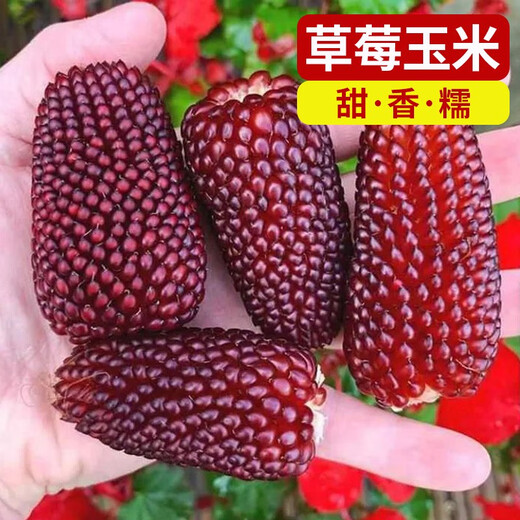 Strawberry, fruit, corn seeds, pineapple, corn seeds, whole season planting of ornamental vegetables in the field, wholesale of corn seeds, strawberry corn seeds 20g, packed