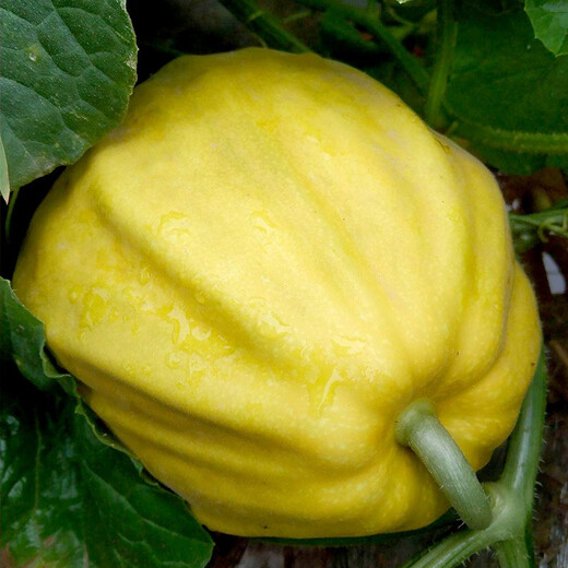 Farmer's Son R Ben Tianbao Melon Seeds Honey Melon Ugly Melon Seeds 100 capsules x 5 bags