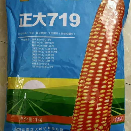 谷真正大719杂交玉米种子抗倒矮杆果穗长型杂交种玉米 散装一斤