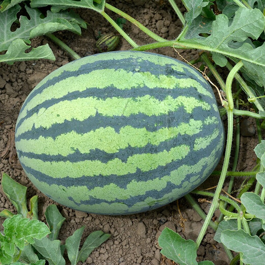 Zhongke Maohua Watermelon Seed Combination Rock Sugar Kirin Zaojia 8424 Super Sweet Jingxin 16 Degree Ice Kirin Watermelon Seed Lazy Man Shenlong Supreme Treasure Xinong No. 8 Sweet King Type Rock Sugar Kirin (Preferred) 5g/bag High Purity Type