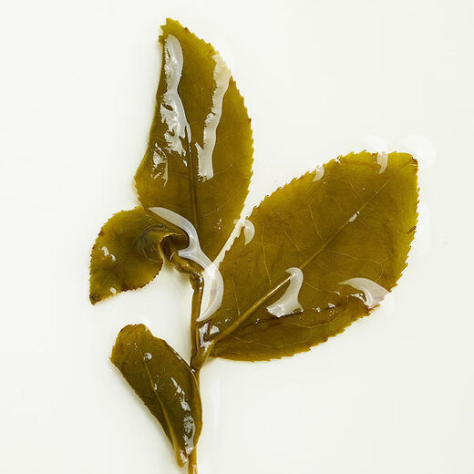 TIANQIAO Taiwan High Mountain Tea Alishan Jinxuan Oolong Tea High Cold Tea Clear Mellow Fragrance Jar Vacuum Bag Simple Pack 300g