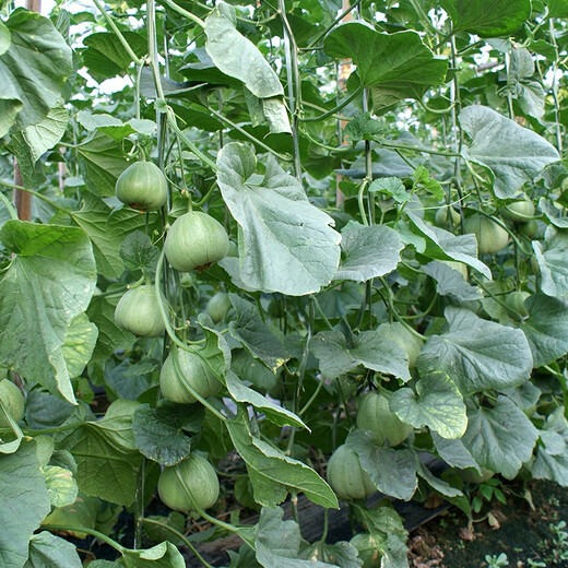 Zhongke Maohua fruit seeds green fragrant melon seeds emerald South Korea emerald green jade green skin green flesh melon seeds green fragrant plum 600 capsules/bag medium green super sweet type