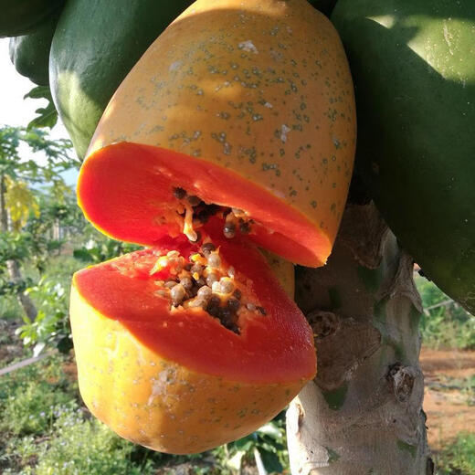 Papaya seeds Hainan red heart papaya rock sugar papaya papaya seeds balcony courtyard potted fruits and vegetables for four seasons sowing papaya seeds 10 capsules