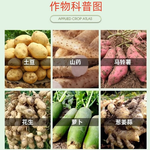 Green Silver Choline Chloride 60% Garlic Ginger Onion Sweet Potato Peanut Potato Ginseng Medicinal Ginger Underground Rhizome Enlarger 500g