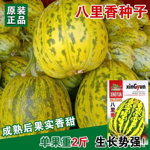 Balixiang fragrant melon seeds, a complete collection of seeds from the south and the north, special sweet melons, early maturing, high yield, and sweet all year round. Balixiang seeds/pack, about 100 seeds, 5 packs