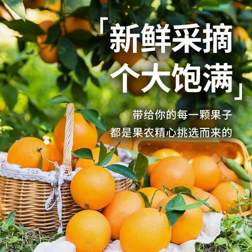 Frische Jinan-Orangen aus Jiangxi, Gannan-Navel-Orangen, frische Orangen aus dem Obstgarten und frisches Obst, Geschenkbox zum Gruppenkauf für die Neujahrsfeiertage. Nettogewicht: 9 Jin Jin entspricht 0,5 kg. Premium-Orange 160–220 g