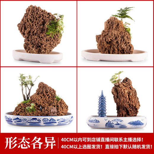 Shiguang Xiaozhan's high-quality gold straw stone, natural water-absorbing stone, rockery, bonsai, strange stone, plant fossil small ornaments, straw stone 16-20cm piece