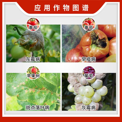 富美实富美实扑海因异菌脲番茄葡萄灰霉病专用药扑海英异脲菌农药杀菌剂 15ml