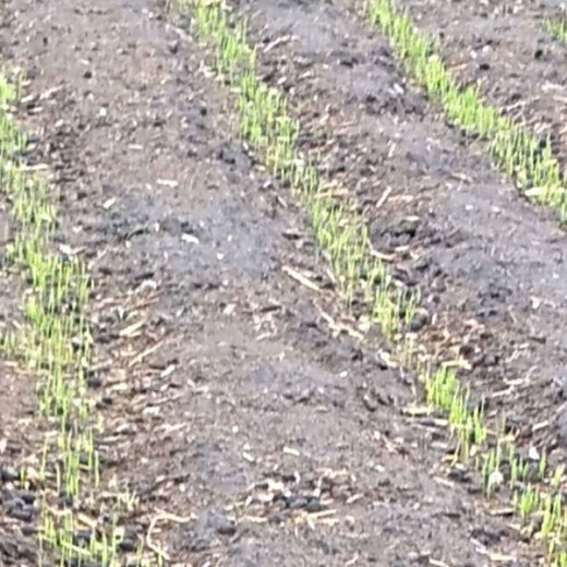 Authentic and delicious rice seeds that can be planted, upland rice seeds, upland rice fragrant rice, upland rice seeds, glutinous rice seeds, national approved direct-seeded upland rice seeds, dry land large fields, bulk name, simple packaging, semi-Jin Jin, equal to 0.5 kilograms, 250 grams