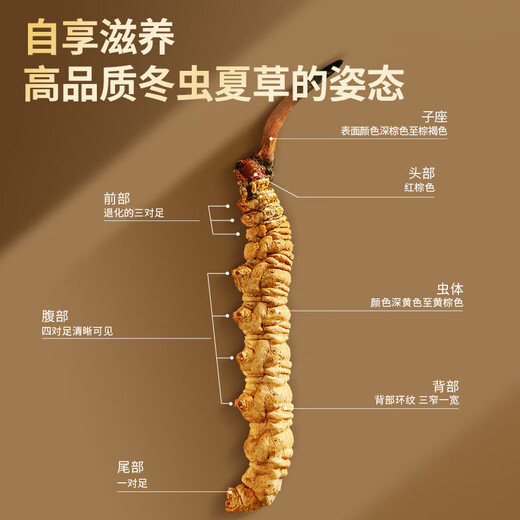 Usado en la cancha interior [Beijing Tongrentang First Golden Grass] Cordyceps sinensis 1G aproximadamente 3-5 pasto nutritivo empapado en vino y regalos