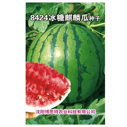 Chihui 8424 Kirin small-seeded watermelon seeds, seedless, extra large, high-yield, giant sweet king, southern four-season vegetable and fruit seeds, Kirin 8424 watermelon seeds, original 3 packs