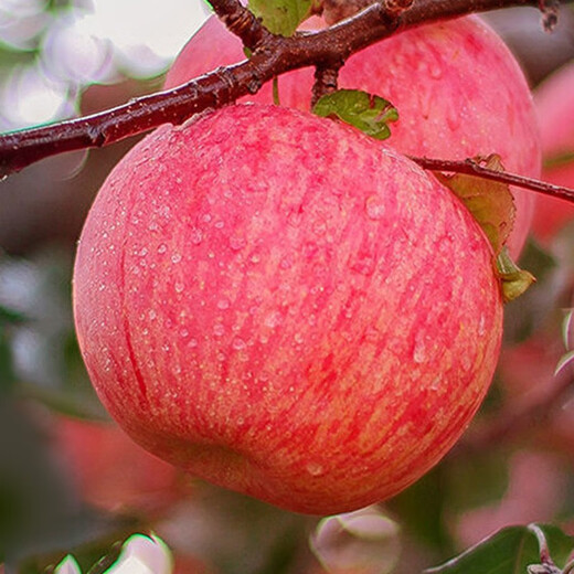 Shawo Shuguang Shaanxi Luochuan Red Fuji Apple Fruit Fresh Crispy Sweet Rock Candy Heart Seasonal Ugly Apple Fruit Fresh Preferred 4.5 Jin [Jin equals 0.5 kg] Pack 70-80mm