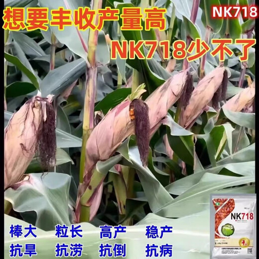 
NK718 corn seeds with high yield, short rods, double sticks, rice, south and north, drought resistance, Yunnan, Guizhou, Sichuan corn. New seeds are original NK718 [1.5 Jin [Jin equals 0.5 kg]] 1 bag of non-picking sticks. New seedlings are mature and not bald.