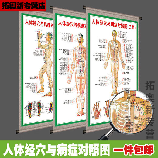 Miaopule human body acupoints high-definition illustrations complete traditional Chinese medicine health care human body meridian acupoints chart large wall chart whole body high-definition acupuncture points 017 human muscle and bone diagram pp glue can be peeled off and can be pasted 50x70 cm = 28 inches