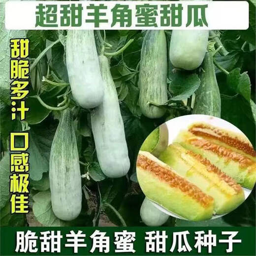 Super sweet croissant honey melon seeds, thin-skinned rock sugar melon seeds, four-season seeds, patio balcony potted fruit seeds, many people buy croissant honey seeds, high sweetness, new species, 2 packs of about 200 seeds + fertilizer
