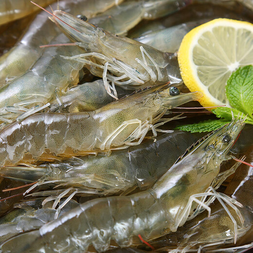 Large fresh extra large white shrimp 500g/portion (15-20 pieces)