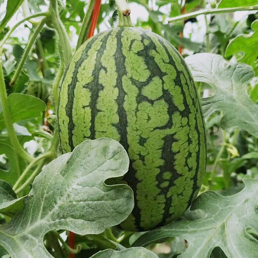 Shouhe small watermelon seeds, southern early spring ruby watermelon seeds, winter and spring sowing thin-skinned watermelon watermelon seeds (dry sand pulp) American 2k small watermelon seeds 20 pieces