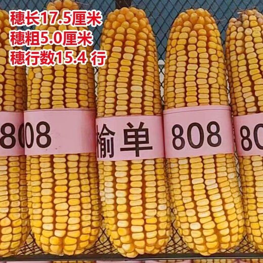 North China corn seed Yudan 808 corn seed high yield big cob corn seed with uniform ear length red shaft dent corn Yudan 808 (about 4400 grains about 3Jin Jin equals 0.5kg) North China planting