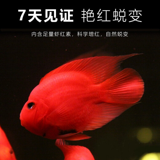 Parrot unificado alimento para pescado alimento para loros de color pez