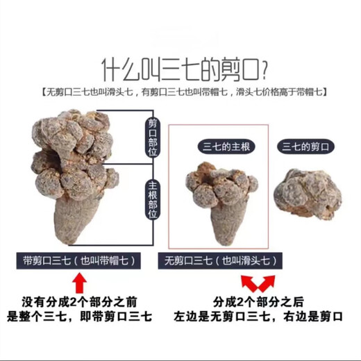 晓楚仁【官方直营】三七云南文山精选 无剪口春三七正宗田七 精选20头20个无剪口三七500克