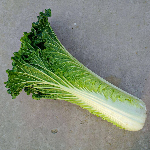 Shouhe Tianjin green hemp leaf Chinese cabbage seeds winter storage vegetable seeds field planting high stakes long summer and autumn green cabbage mussels Qisong Tianjin green hemp leaf cabbage seeds 10gx10