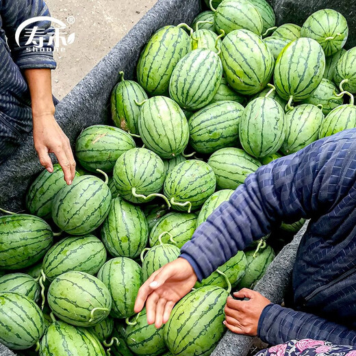 Shouhe fruit seeds early spring ruby gift watermelon 2k small watermelon thin skin sweet spring planting balcony potted spring and autumn early spring ruby watermelon seeds 20 capsules