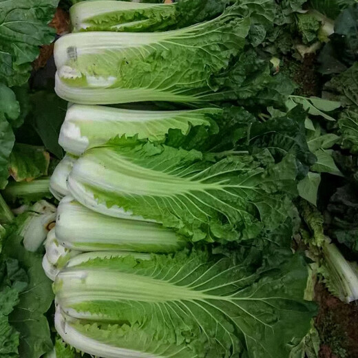 Shouhe Tianjin green hemp leaf Chinese cabbage seeds winter storage vegetable seeds field planting high stakes long summer and autumn green cabbage mussels Qisong Tianjin green hemp leaf cabbage seeds 10gx10