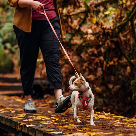 Ruffwell Ruffwear Hi Light Dog Leash Small and Medium-sized Dog Leash Dog Leash Dog Walking Leash Explosion-proof Cute Dog Sage Green/Misty Green