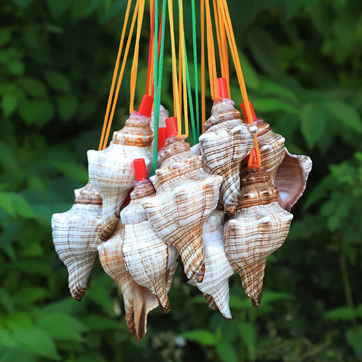Aseblarm [4] Natural conch horn can blow trumpet Children's toys Conch shell crafts shell whistle Conch horn (4 random models) 5-10 cm