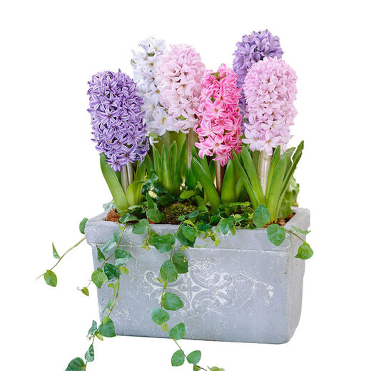 Zuojia Garden Imported 3 large hyacinth seed bulbs for hydroponics in the office, soil culture potted plants that bloom in winter and are easy for beginners to grow, 1 ball each of red, yellow, blue, white, pink and purple, a total of 6 balls, circumference 16-17cm