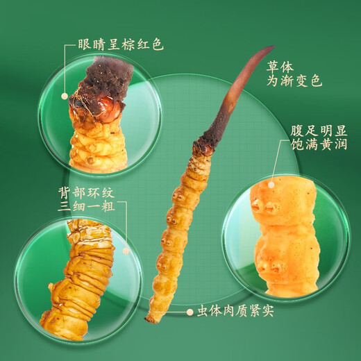 圣迪康藏2025年头茬新鲜冬虫夏草鲜虫草冷鲜空运送礼自用滋补礼品 0.6克/根 20根装