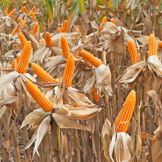 Beishu official authentic corn seeds produce tall and short big sticks, drought-resistant and lodging-resistant Zhengdan 958 nationally approved feed Sichuan hybrid Beishu selected Zhengdan 958 nationally approved corn seeds Total 2Jin Jin equals 0.5kg