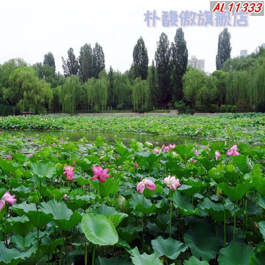朴馥傲主播背景布直播间农村砖房抖音网红3d立体山水田园视频背景墙挂布 11155 宽1.5米-高2米竖版