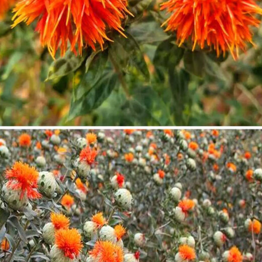 Meat manager Chinese herbal medicine safflower seeds saffron seeds Xinjiang grass safflower seeds pure new field planting seeds safflower seeds one Jin Jin is equal to 0.5 kilograms