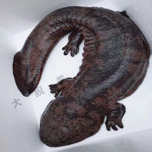 Fresh and live giant salamander delivered by SF Express to your home for edible aquatic products and seafood. 4 Jin Jin is equal to 0.5 kg of one fresh and live giant salamander.