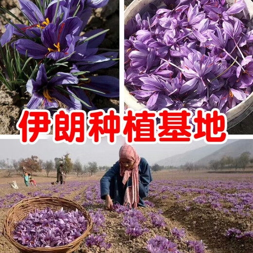 
Beijing Tongrentang gifts, Zangdikang saffron Iranian special authentic saffron crocus soaked in water and drink 3g 5g gift box Iranian first-class 3g round bottle goddess pack (single bottle