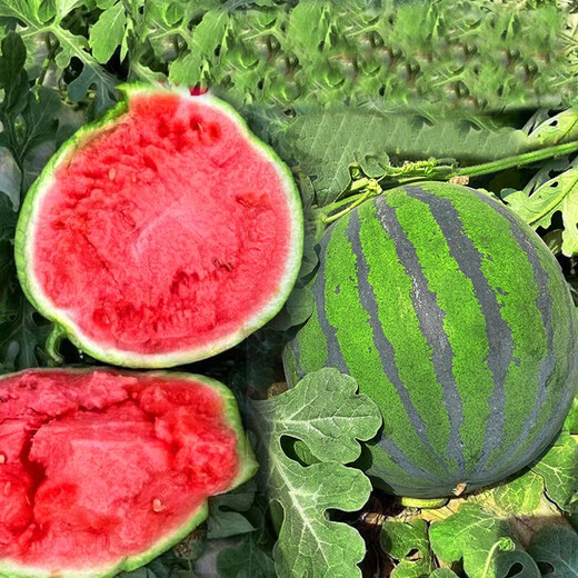 Dayu Lazy Man Watermelon Seed Seedlings Extra Large Suitable for Early Maturing Lazy People in the South 8424 Kirin Melon Meidu Seedless Fruits and Vegetables Rock Sugar Kirin Watermelon Seeds 20g Pack Crisp and Sweet
