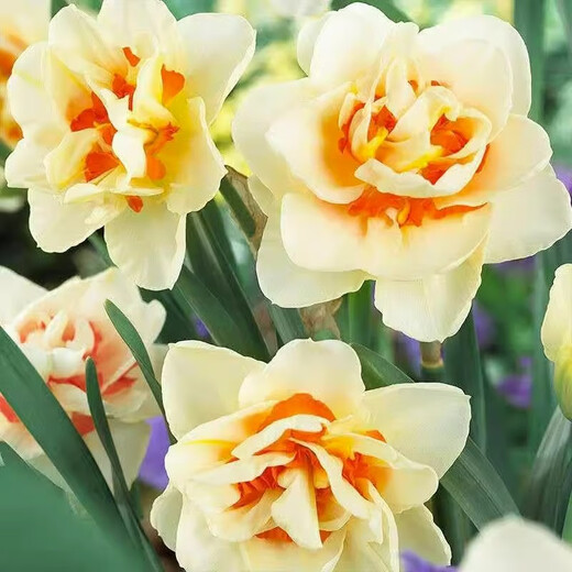 Narcissus bulbs, water-cultured soil-cultured potted plants, imported double-flowered narcissus, four-season blooming autumn and winter cold-resistant seeds, float parade (3 balls) 12+