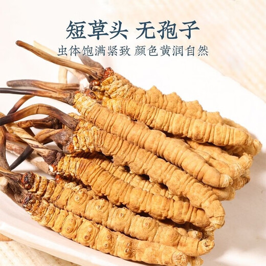 Luzhangtang auténtico Cordyceps de verano Cordyceps Cordyceps Authentic Big Broken Grass Dry Goods Compre 10 piezas Obtenga 1 pieza en el Tíbet auténtico Auténtico Naqu Premium Big Broken Grass 1 Gram Pack (1 gramo de paquete)