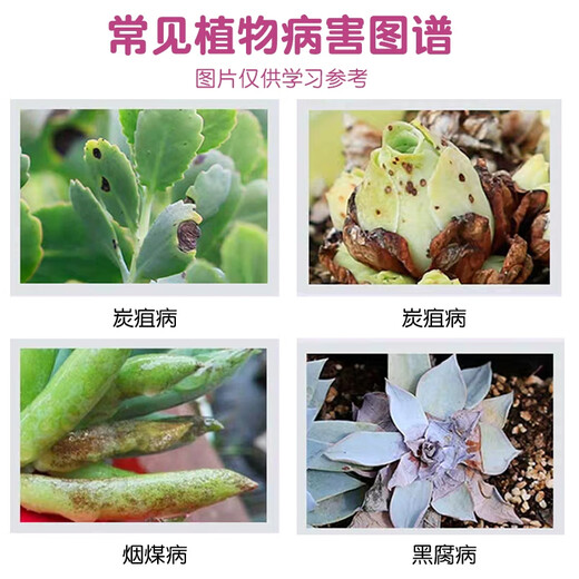 Xianpa thifuramide small powder medicine succulent rose orchid flower potted black rot and sheath blight soil fungicide