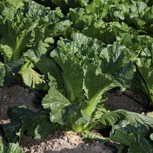 Shouhe Tianjin green hemp leaf Chinese cabbage seeds winter storage vegetable seeds field planting high stakes long summer and autumn green cabbage mussels Qisong Tianjin green hemp leaf cabbage seeds 10gx10